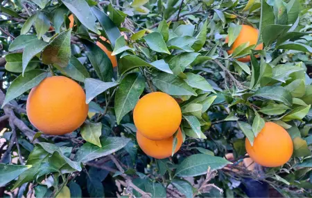 Location Maison 10 personnes à Alhaurín de la Torre - Photo 27