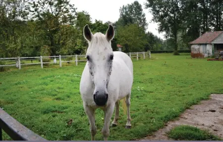 Gites des Blanchiries, Maison 4 personnes à Aubin Saint Vaast - Photo 11