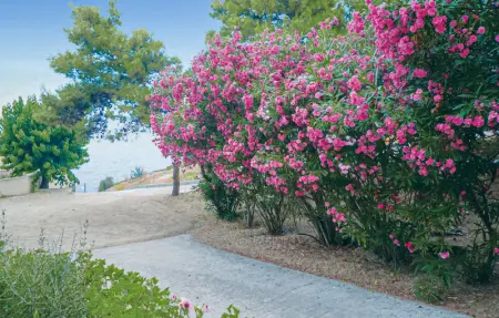 Location Maison 8 personnes à Calvi - Photo 22