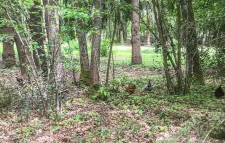 Location Maison 4 personnes à Domfront en Champagne - Photo 15