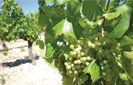 Location Maison 6 personnes à Caromb - Photo 27