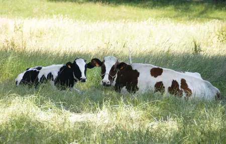 Astrid, Maison 5 personnes à Burg Reuland - Photo 10