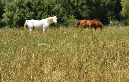 Location Maison 10 personnes à Ariany - Photo 65
