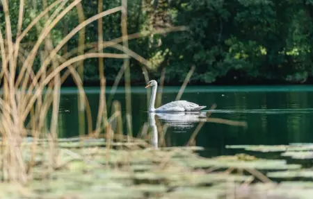 Location Maison 8 personnes à Ozalj - Photo 37