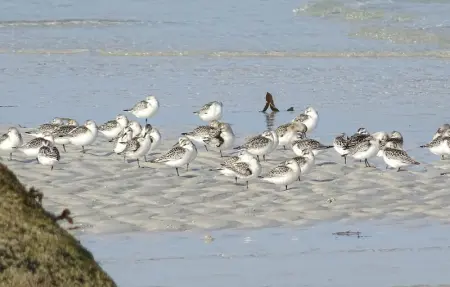 Location Maison 4 personnes à Plouguerneau - Photo 37