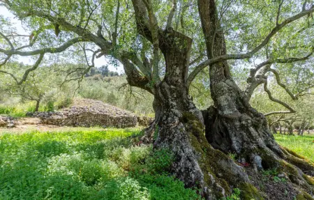 Location Maison 8 personnes à Prigradice - Photo 43