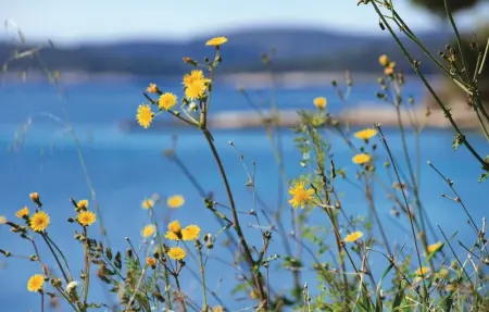 Location Appartement 5 personnes à Orebic - Photo 16