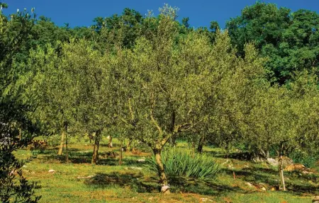 Location Maison 3 personnes à Reburici - Photo 11