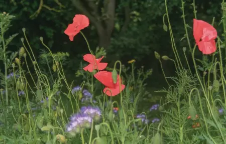 Butterfly, Maison 7 personnes à Ieper - Photo 20
