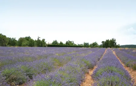 Location Maison 9 personnes à Maubec - Photo 29