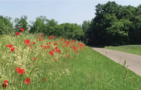 Location Maison 6 personnes à Frise - Photo 20