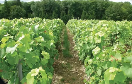 Location Maison 5 personnes à Jaulgonne - Photo 21