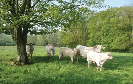 Location Maison 6 personnes à Chigny - Photo 20