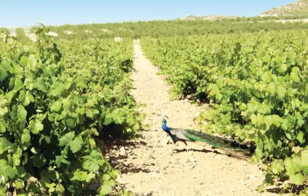 Location Maison 9 personnes à Albacete - Photo 8
