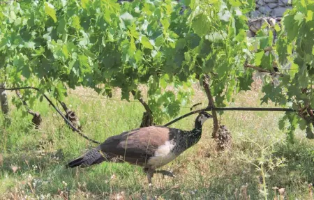 Location Maison 9 personnes à Albacete - Photo 9