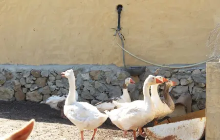 Location Maison 9 personnes à Albacete - Photo 10