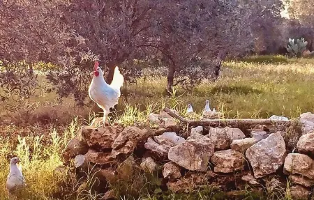 Location Maison 14 personnes à Chiaramonte Gulfi - Photo 21