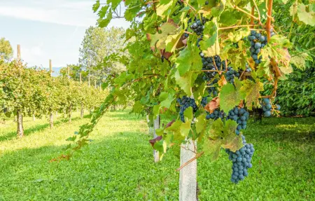 Casa della Nonna, Appartement 4 personnes à Soriso - Photo 20