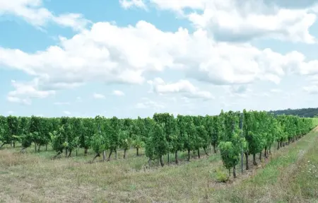 Location Maison 5 personnes à Massugas - Photo 12