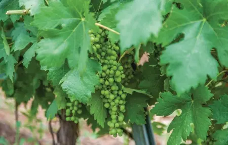 Location Maison 6 personnes à Constantina, Sevilla - Photo 6