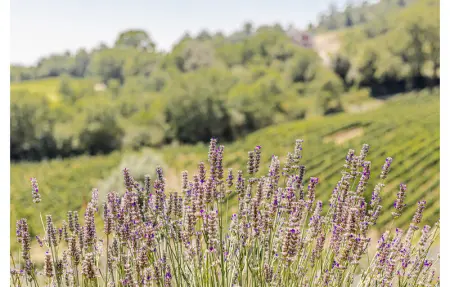 La Siroque, Maison 10 personnes à Montecatini Val di C. - Photo 65