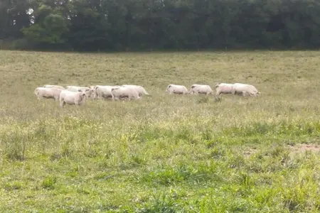 Maison de vacances Sossay, Maison de vacances vintage avec jardin à Sossais - Photo 25