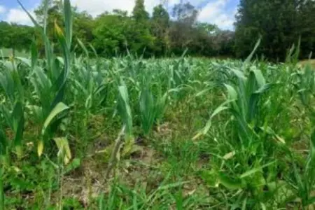 Poggio Casale, Maison 9 personnes à Chiusi - Photo 29