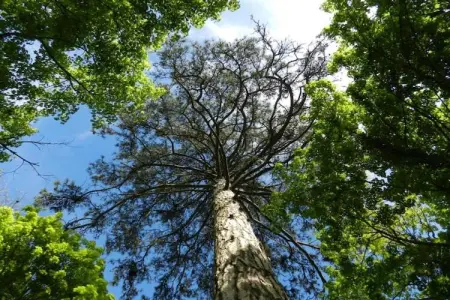 Maison de vacances Diges, Superbe maison de vacances avec piscine à Diges, Bourgogne - Photo 23