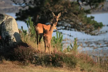 holiday home Trébeurden, Maison 6 personnes à Trébeurden - Photo 14