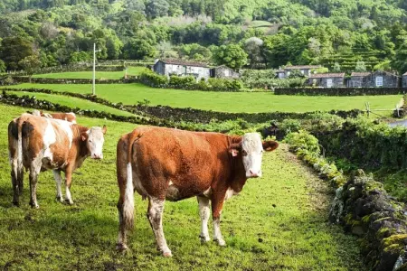 Ferienhäuser Adegas do Pico in Prainha // Adega T2 70-90m2 / sea - Photo 30