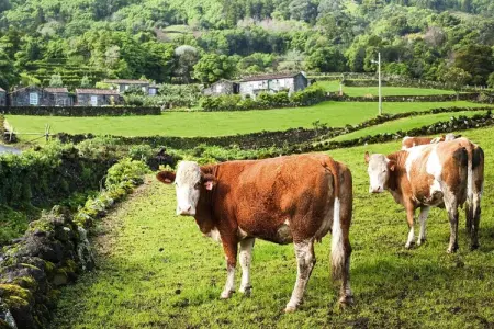 Ferienhäuser Adegas do Pico in Prainha // Adega T2 70-90m2 / sea - Photo 31