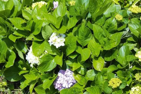 Ferienhäuser Adegas do Pico in Prainha // Adega T2 70-90m2 / sea - Photo 34