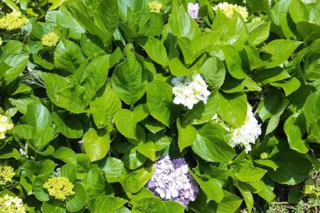 Ferienhäuser Adegas do Pico in Prainha // Adega T2 70-90m2 / sea - Photo 37