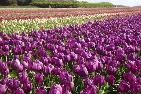 holiday home Guilvinec, Maison 6 personnes à Guilvinec - Photo 21