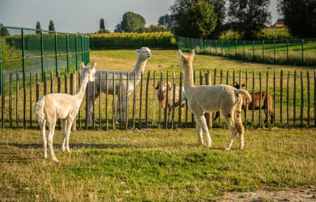 Location Maison 30 personnes à Diksmuide - Photo 30