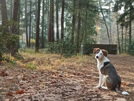 Boshuisje, Maison 4 personnes à Lille - Photo 24