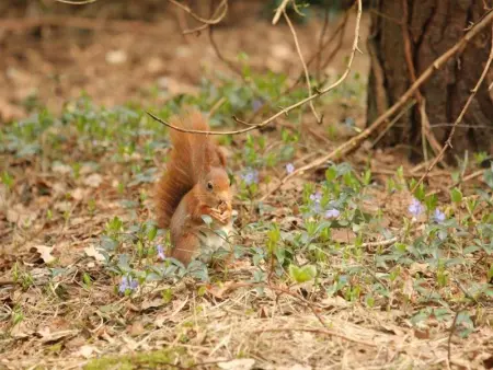 Boshuisje, Maison 4 personnes à Lille - Photo 26
