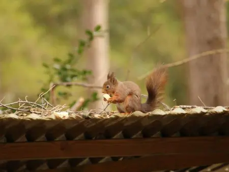 Boshuisje, Maison 4 personnes à Lille - Photo 27