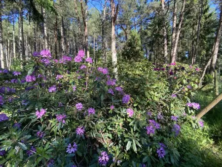 Boshuisje, Maison 4 personnes à Lille - Photo 43