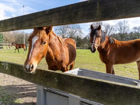 De Kievelder, Maison 6 personnes à Peer - Photo 33