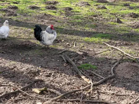 De Kievelder, Maison 6 personnes à Peer - Photo 37