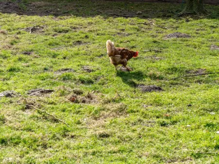 De Kievelder, Maison 6 personnes à Peer - Photo 39