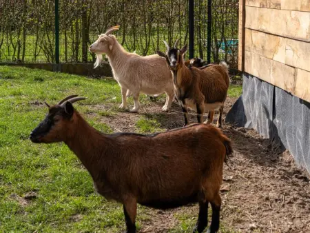 De Kievelder, Maison 6 personnes à Peer - Photo 40