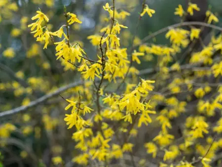 Secretarishuis, Maison 14 personnes à Peer - Photo 53