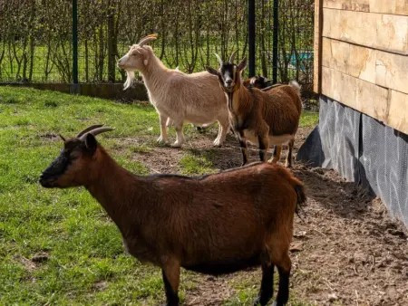 Secretarishuis, Maison 14 personnes à Peer - Photo 59