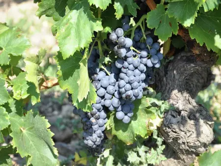 Le Mas Romarin, Maison 6 personnes à Beaumes de Venise - Photo 50