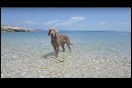 Apartment Pod Jasenovac, Appartement moderne avec piscine et jacuzzi extérieur! - Photo 29