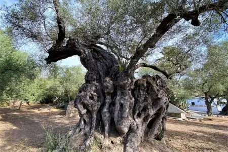 Cortijo de Santa Cruz, Maison 9 personnes à Órgiva - Photo 6