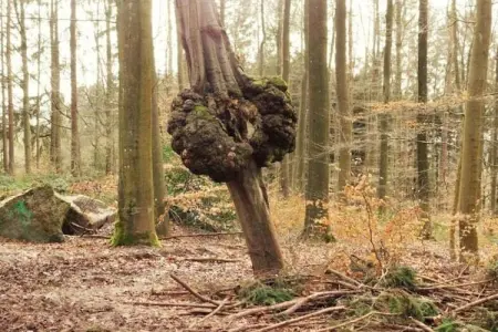 Les Genets, Luxueuse maison de vacances à Érezée avec jacuzzi - Photo 24