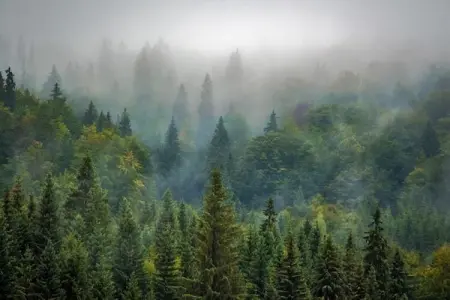 Village de Vacances Oignies 6, Chalet moderne en bois avec cuisinière, situé en forêt - Photo 15